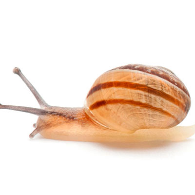 Snail