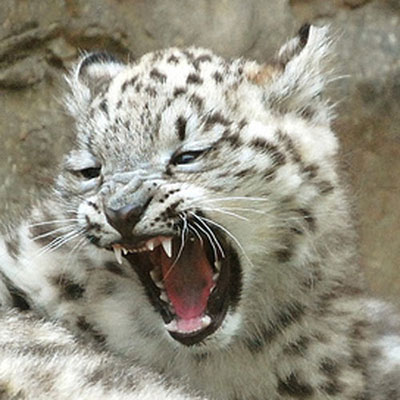 Snow Leopard