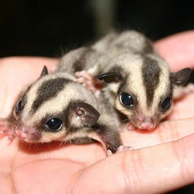Sugar Gliders