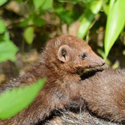 Weasel