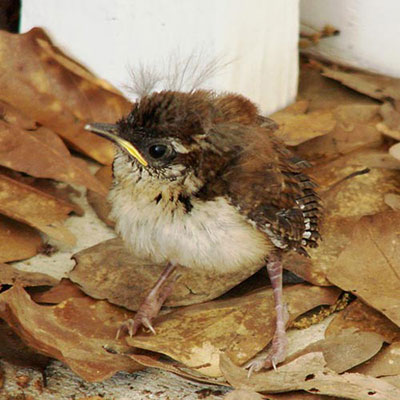  Wren 