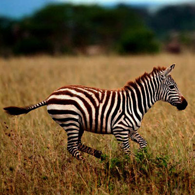 Zebra