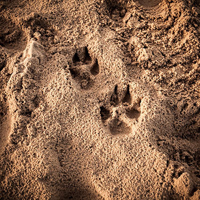  Pawprints 