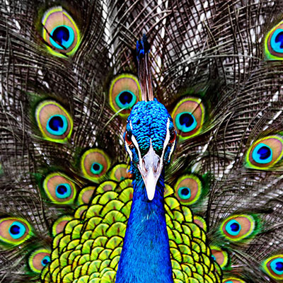 Peacock
