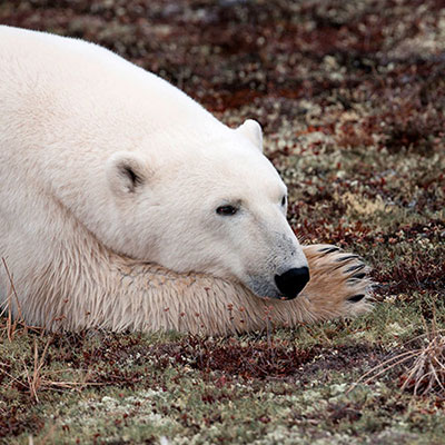 Polar Bear