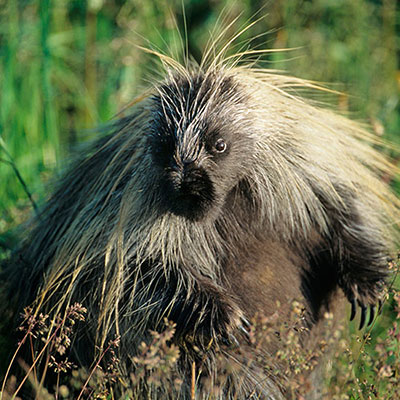  Porcupine 