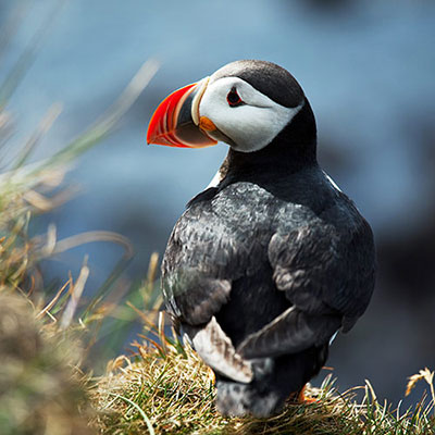 Puffin