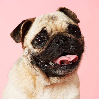 Pug