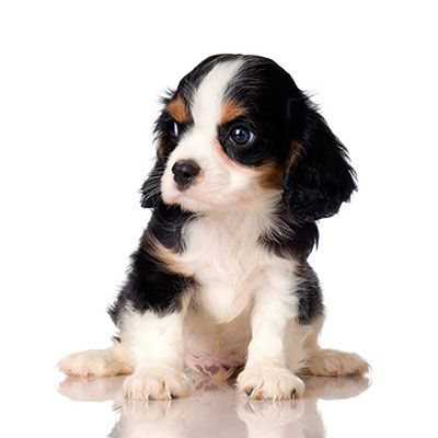 Puppy