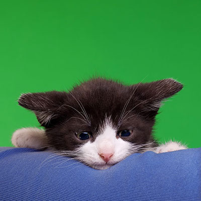 Pussycat