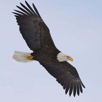  Adler 