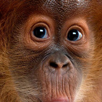Affe