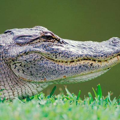 Alligator