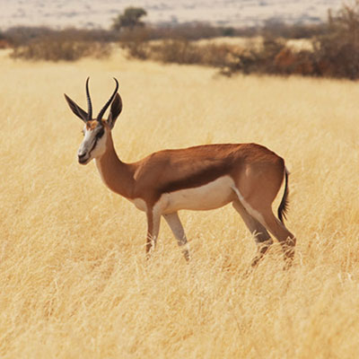  Antilope 