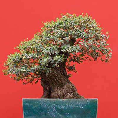  Bonsai 