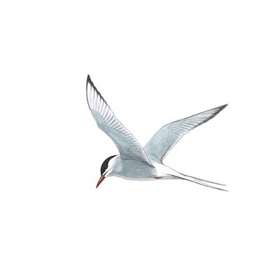  Arctic Tern 