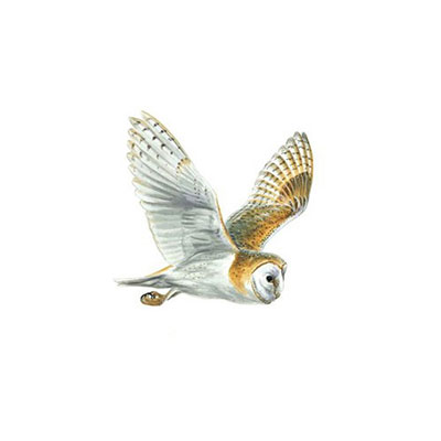 Barn Owl