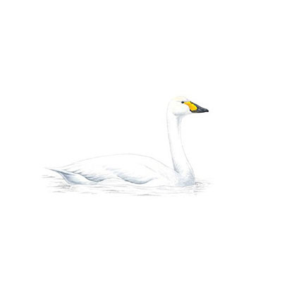 Bewick Swan