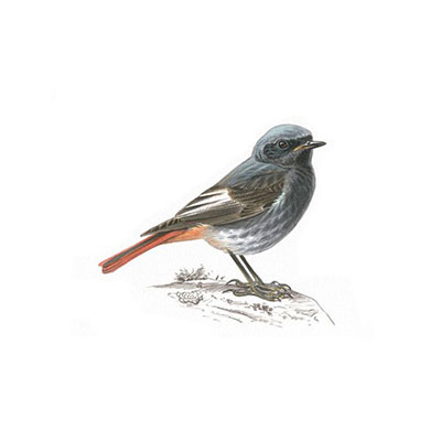 Black Redstart