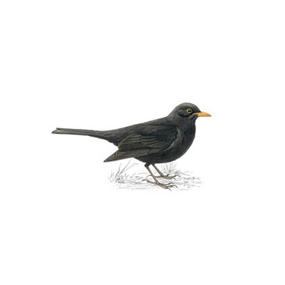 Blackbird
