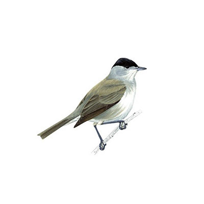  Blackcap 