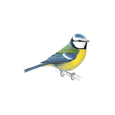 Blue Tit