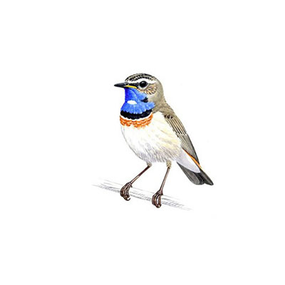 Bluethroat