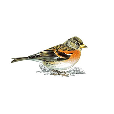 Brambling