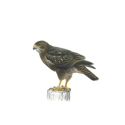  Buzzard 