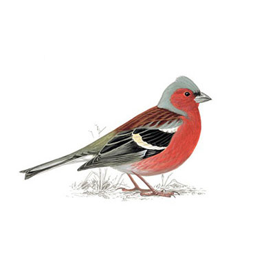 Chaffinch