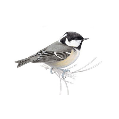 Coal Tit