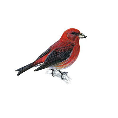 Crossbill