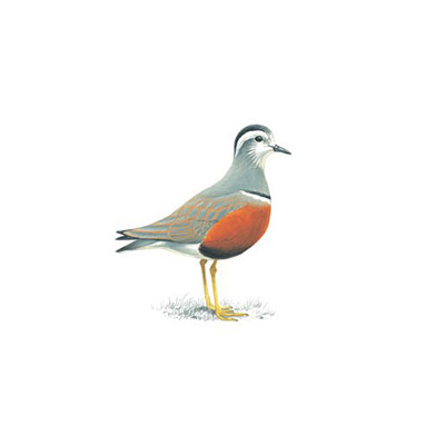 Dotterel