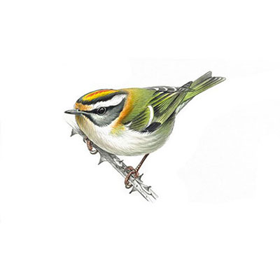 Firecrest 