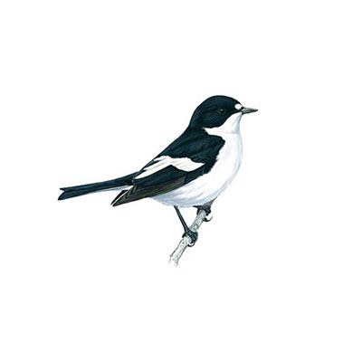 Flycatcher