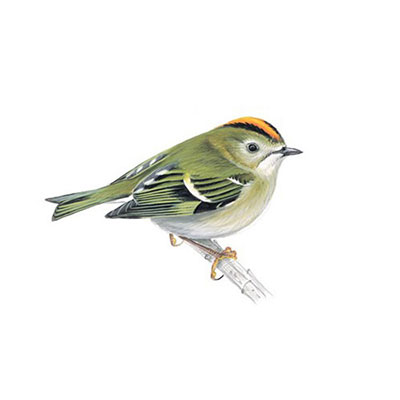  Goldcrest 