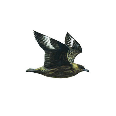 Great Skua