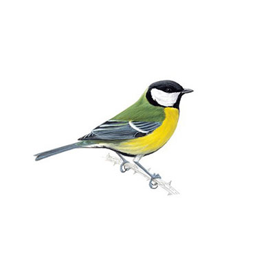 Great Tit