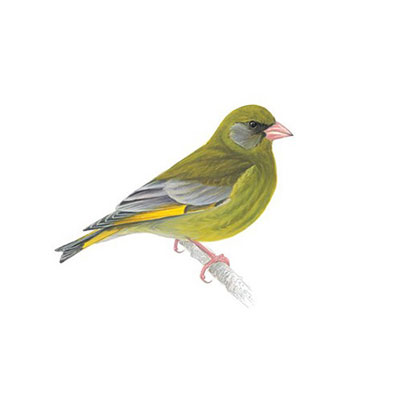  Greenfinch 