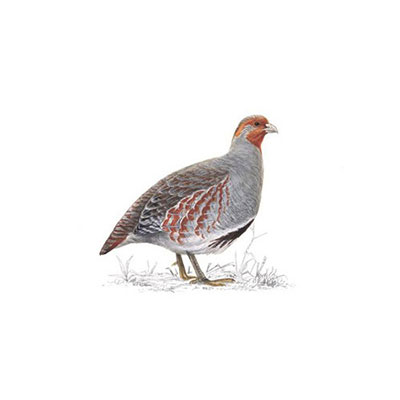  Grey Partridge 