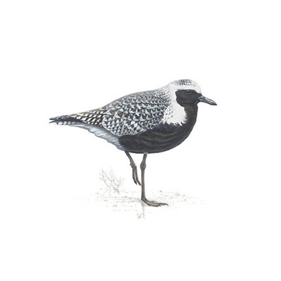  Grey Plover 