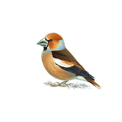 Hawfinch