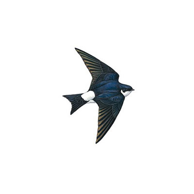 House Martin
