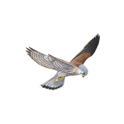 Kestrel