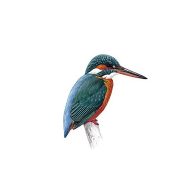 Kingfisher