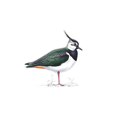 Lapwing