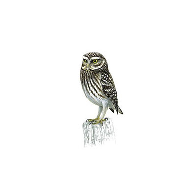 Little Owl