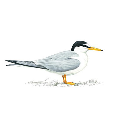 Little Tern