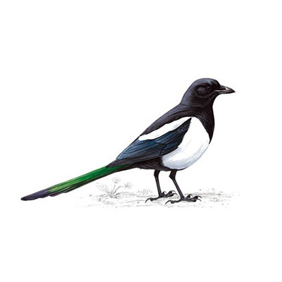 Magpie