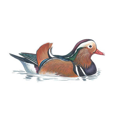 Mandarin Duck